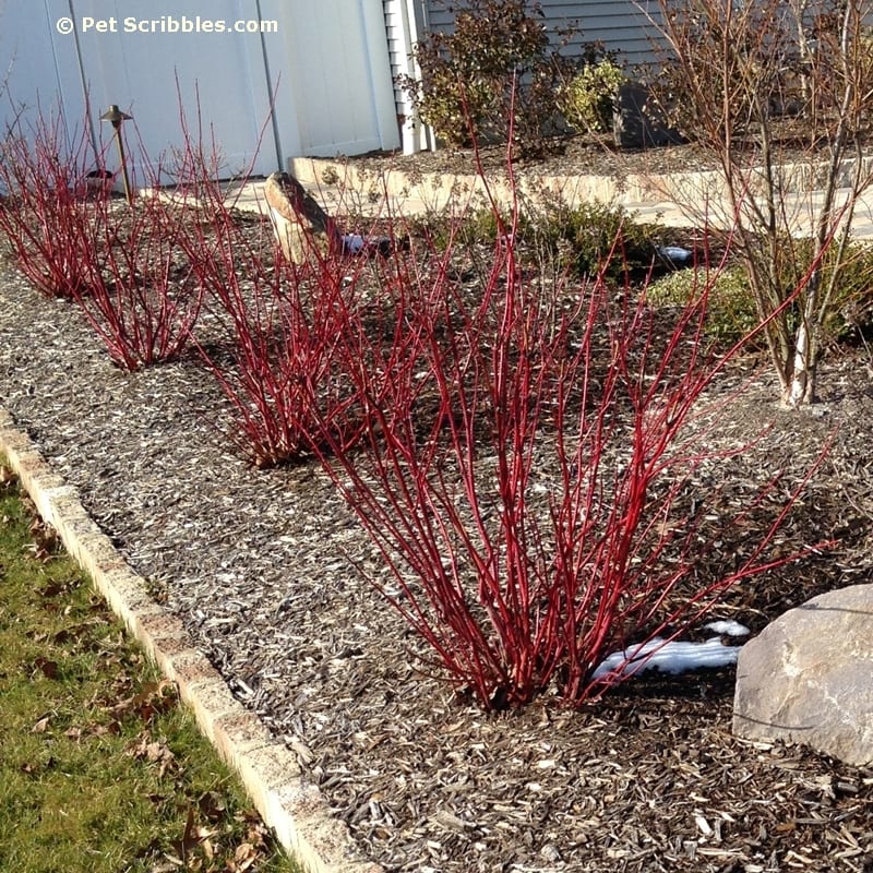 Image of Red twig dogwood in a flower bed