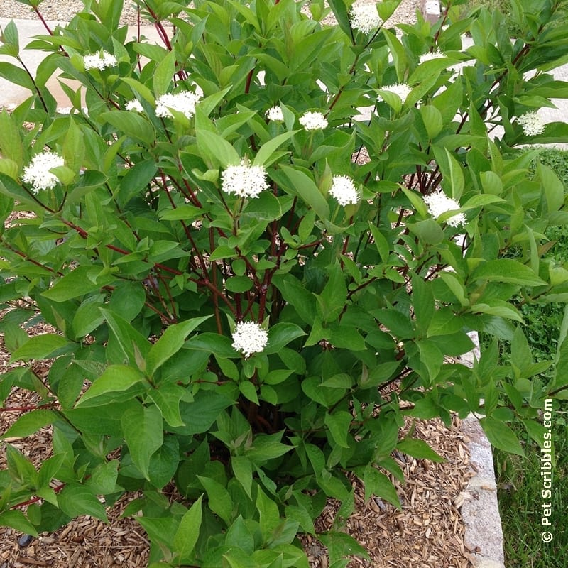 Surprise: our Red Twig Dogwoods are blooming!