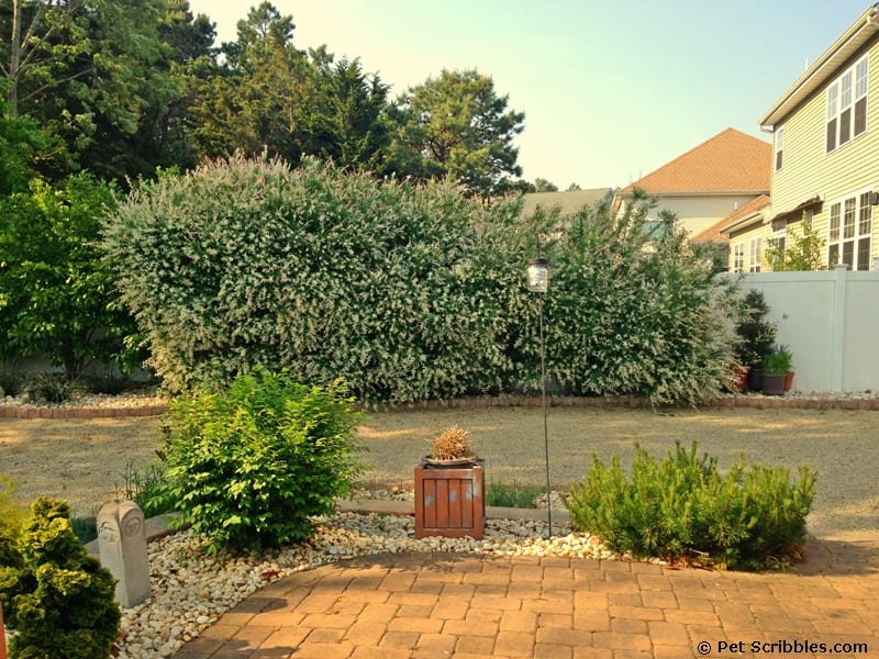 Dappled Willow: an update three years later!