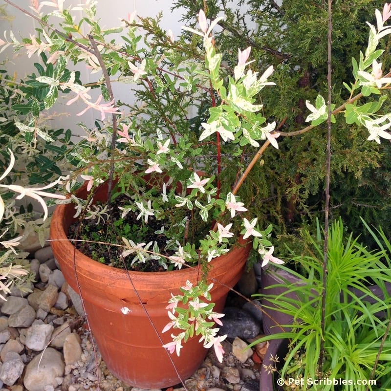 Dappled Willow: an update three years later!