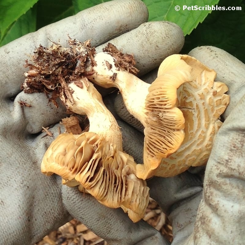 Gardening: How to remove wild mushrooms the easy way!