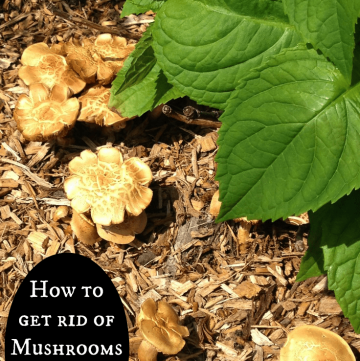 Gardening: How to remove wild mushrooms the easy way!