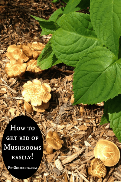 Gardening: How to remove wild mushrooms the easy way!