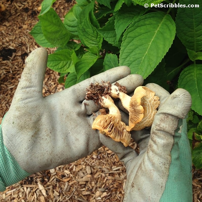 Gardening: How to remove wild mushrooms the easy way!