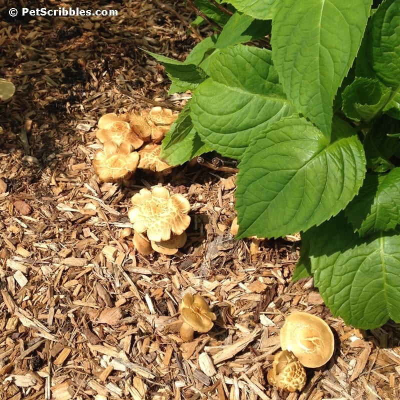 Gardening: How to remove wild mushrooms the easy way!