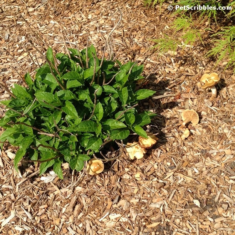 Gardening: How to remove wild mushrooms the easy way!