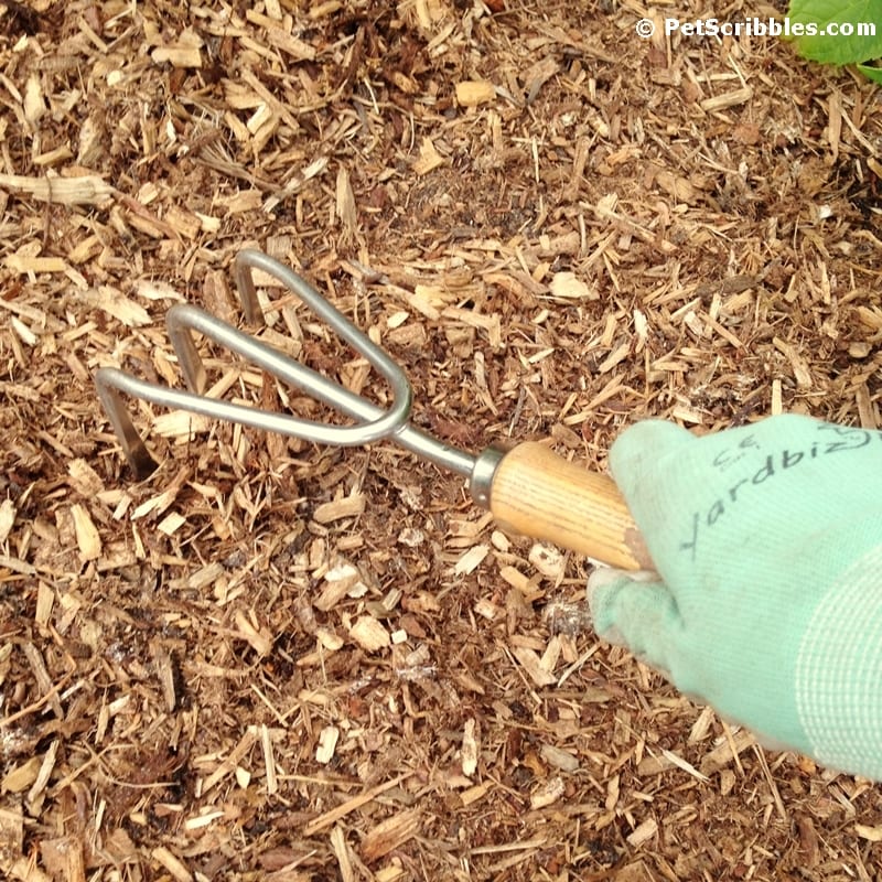 Gardening: How to remove wild mushrooms the easy way!