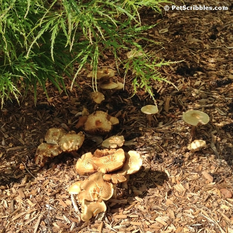 Gardening: How to remove wild mushrooms the easy way!