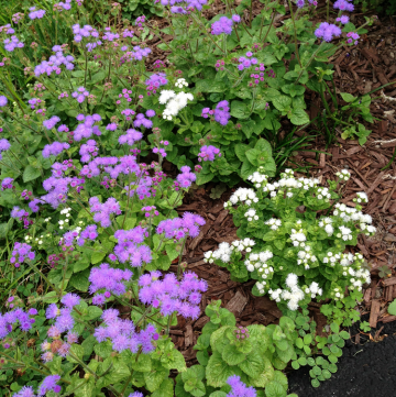 Hardy Ageratum: Beautiful Late Summer and Early Fall Color