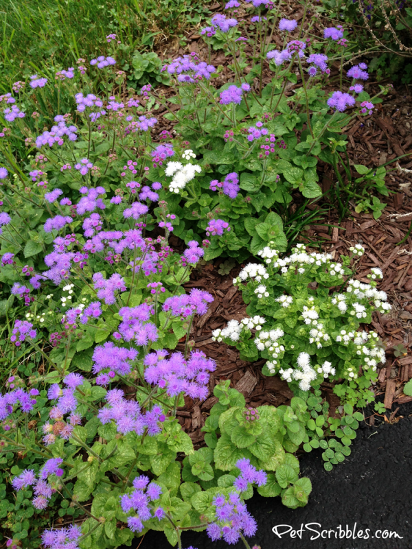 Hardy Ageratum: Beautiful Late Summer and Early Fall Color