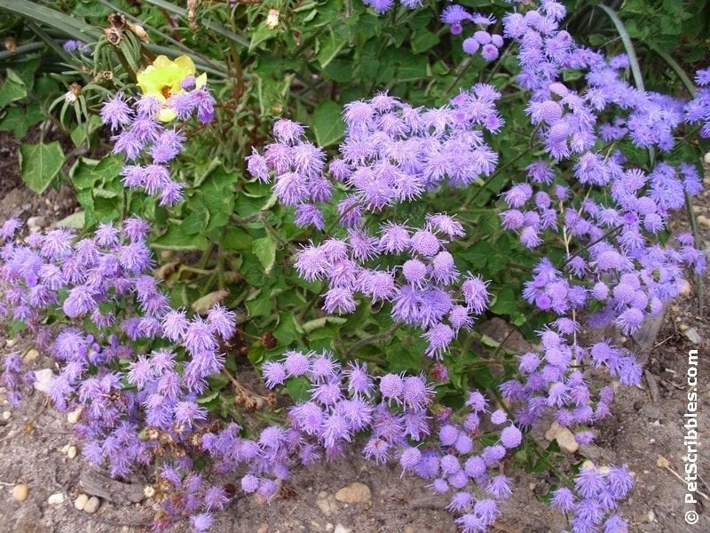 Hardy Ageratum in bloom