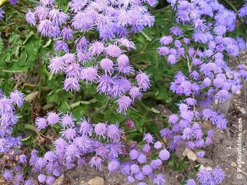 perwinkle flowers of hardy ageratum