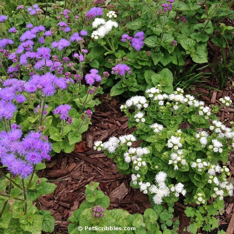 white ageratum flowers