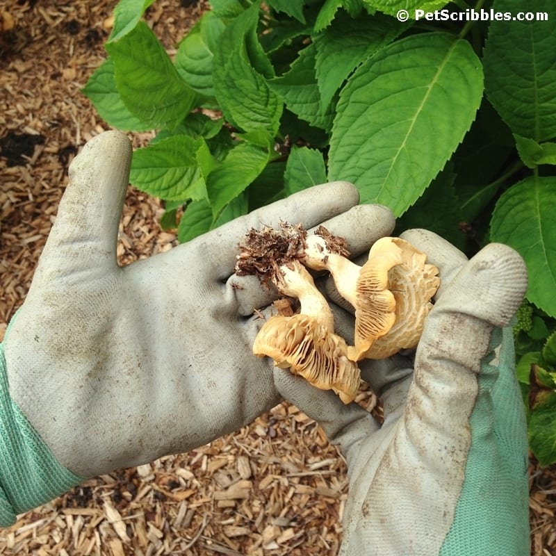 My favorite nitrile gardening gloves are the best! Here's why...