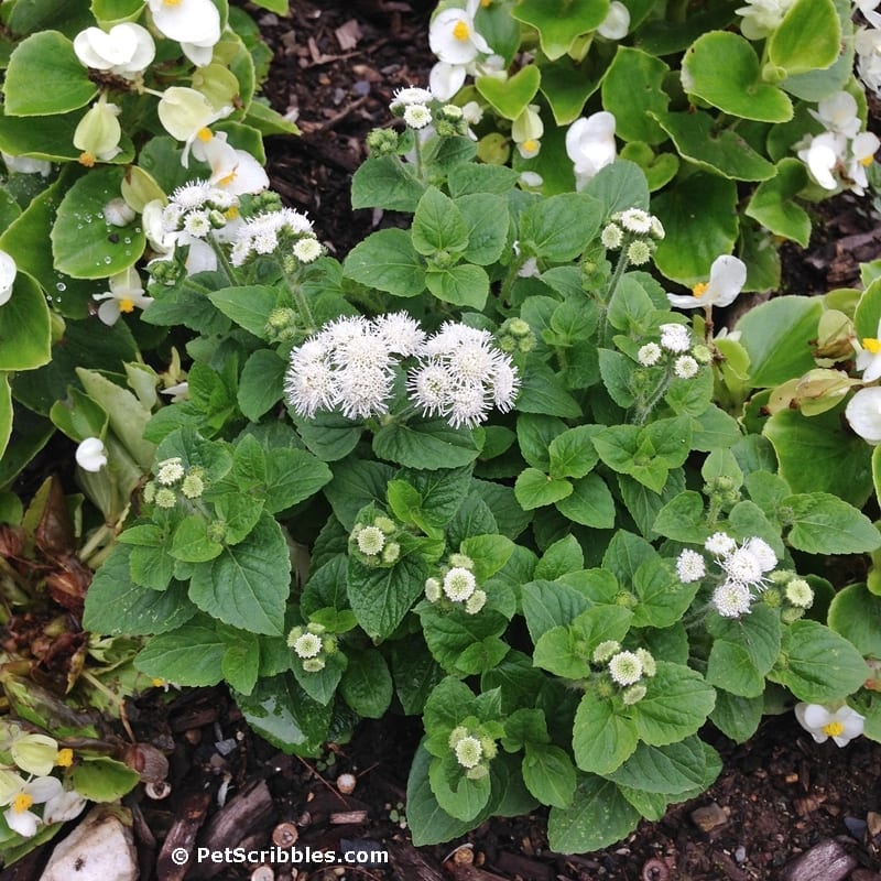 white ageratum blooming with white begonias