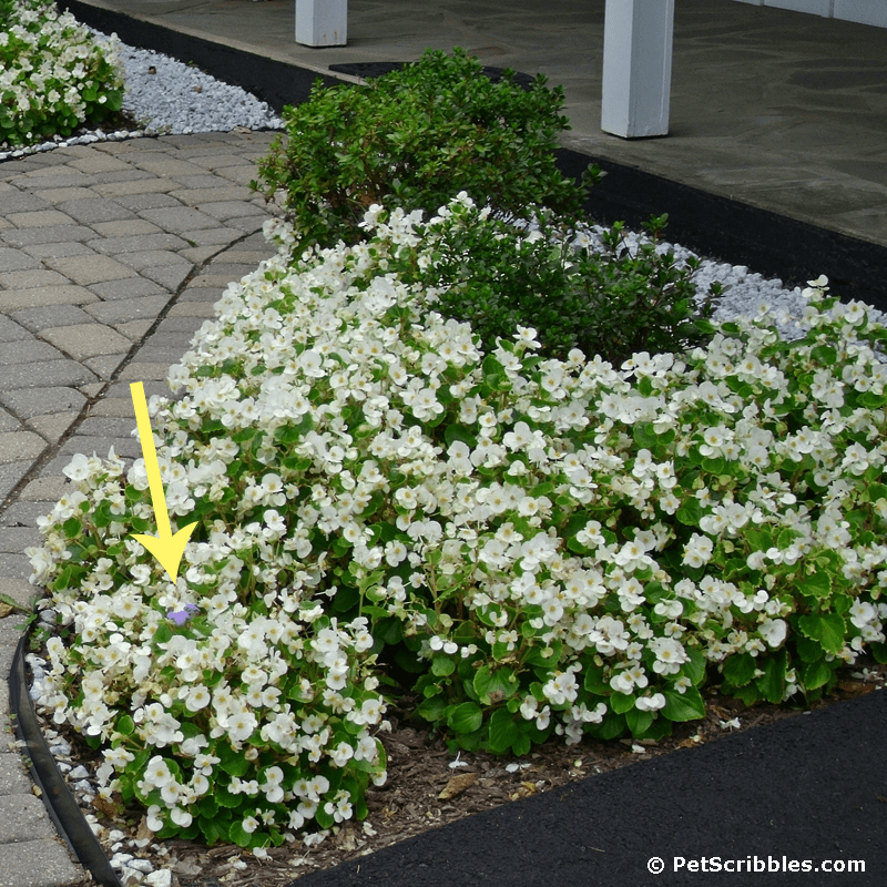 A bed of white begonias with a tiny blue ageratum popping up!