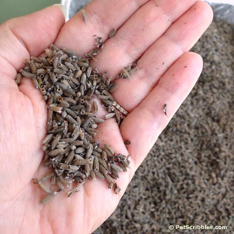 my hand holding dried lavender in my palm