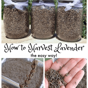 Lavender Phenomenal: best lavender for heat and humidity! - Garden Sanity  by Pet Scribbles