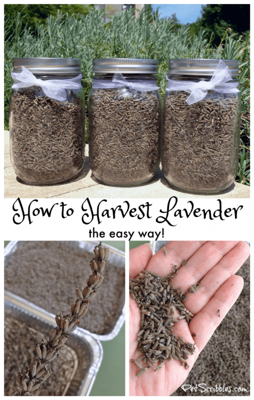 How to Harvest Lavender the easy way!