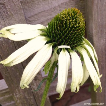 Jade Coneflower in Fall