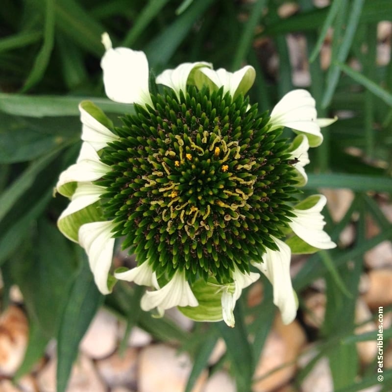 Jade Coneflower in the Fall garden