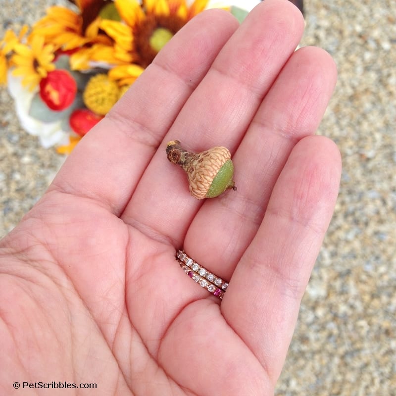 found acorn in backyard