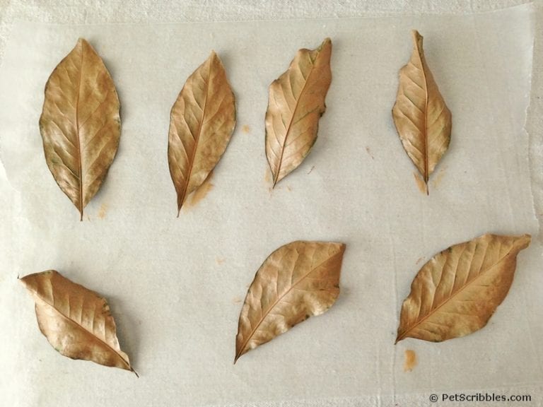Painted Magnolia Leaves for Fall Decor and Weddings Garden Sanity by
