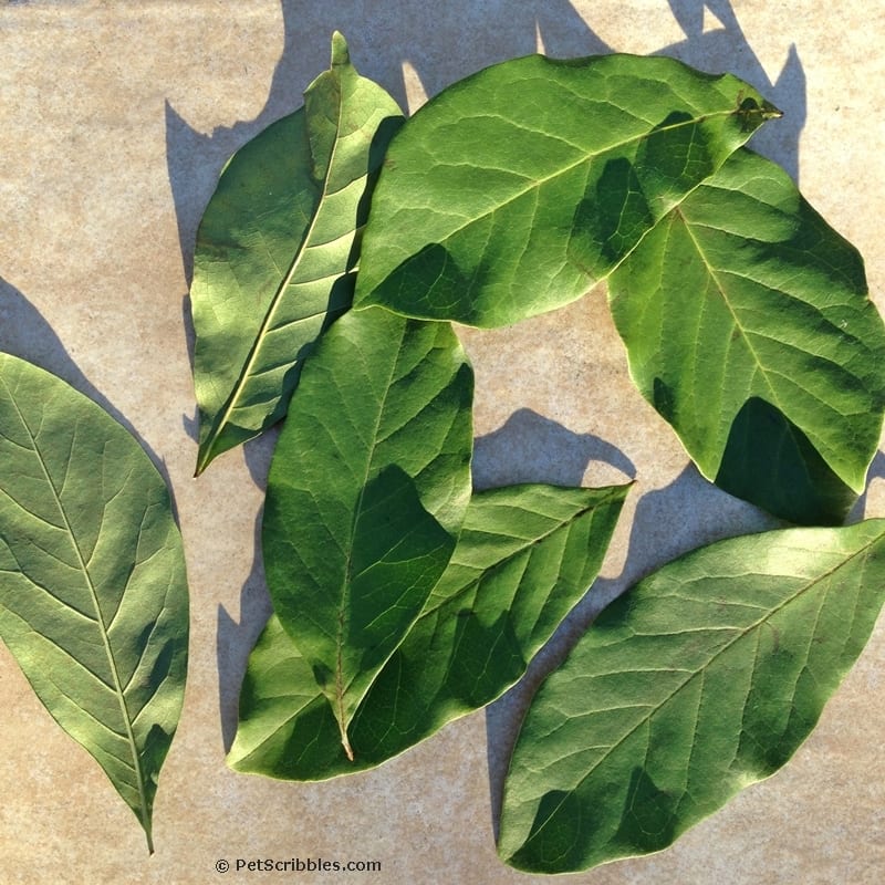 Painted Magnolia Leaves DIY -- how to paint your own for decor, wreaths and weddings!