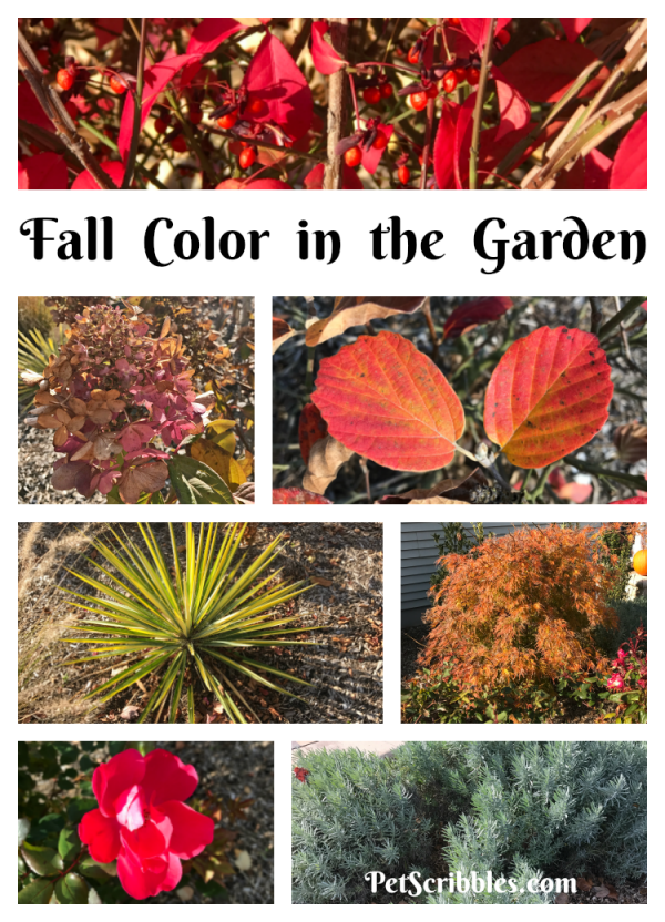 8 Colorful Plants for a Wonderful Winter Garden - Pet Scribbles