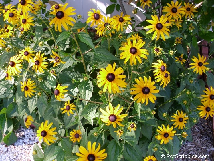 Brown-eyed Susans - wonderfully hardy perennials!