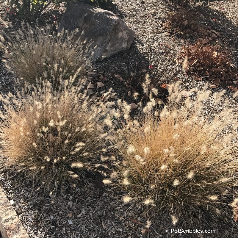 small ornamental grasses in Fall