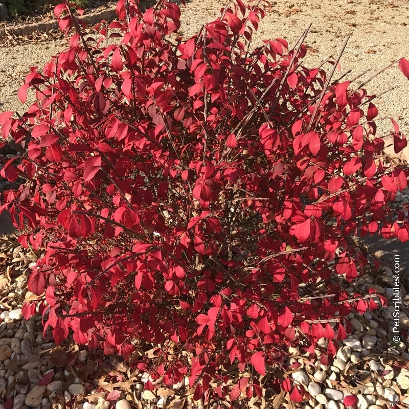 Burning Bush red leaf color in Fall