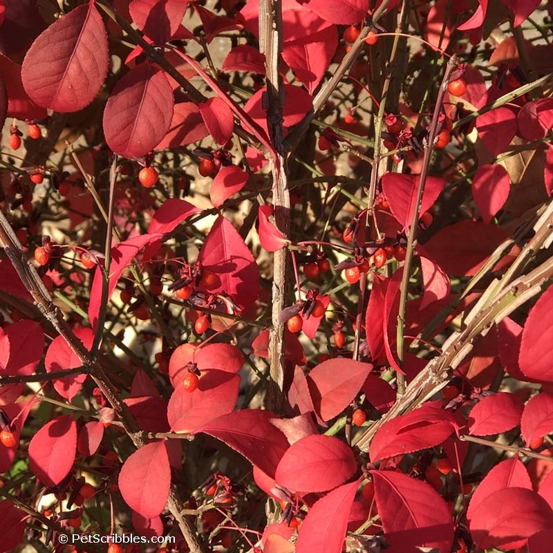 red color of a Burning Bush shrub in Fall