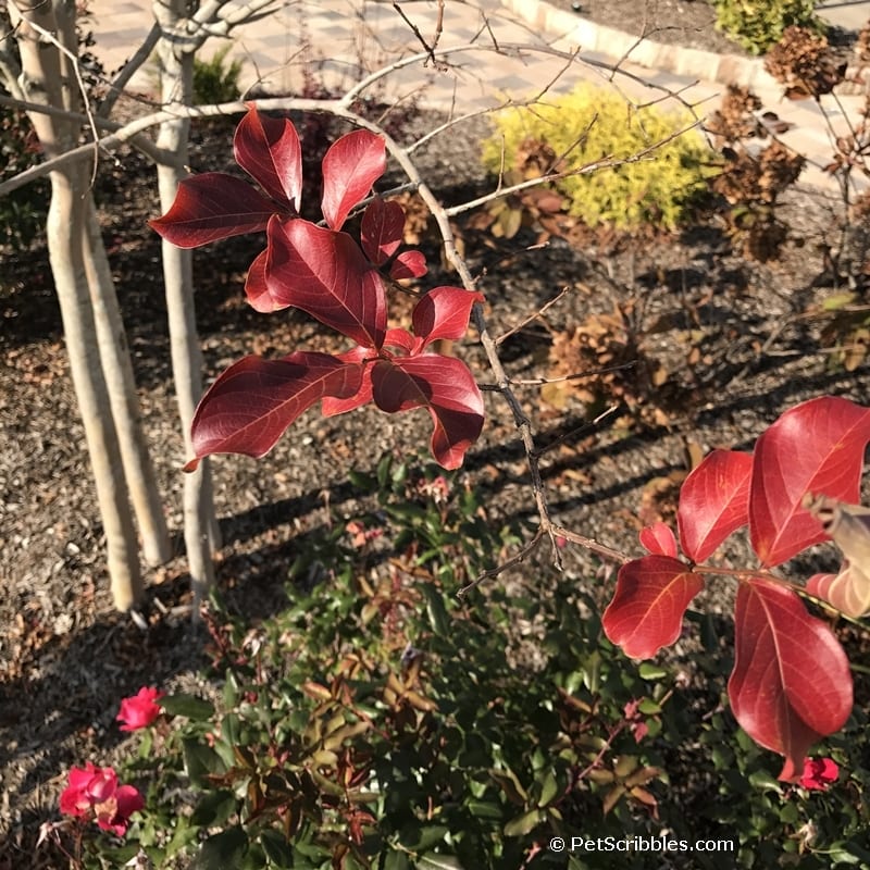 Muskogee Crepe Myrtle Fall leaf color