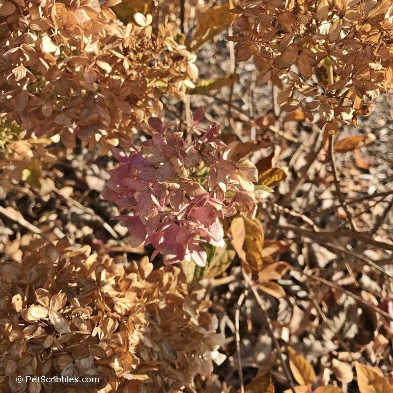 dried hydrangea flowers adding Fall color in the garden