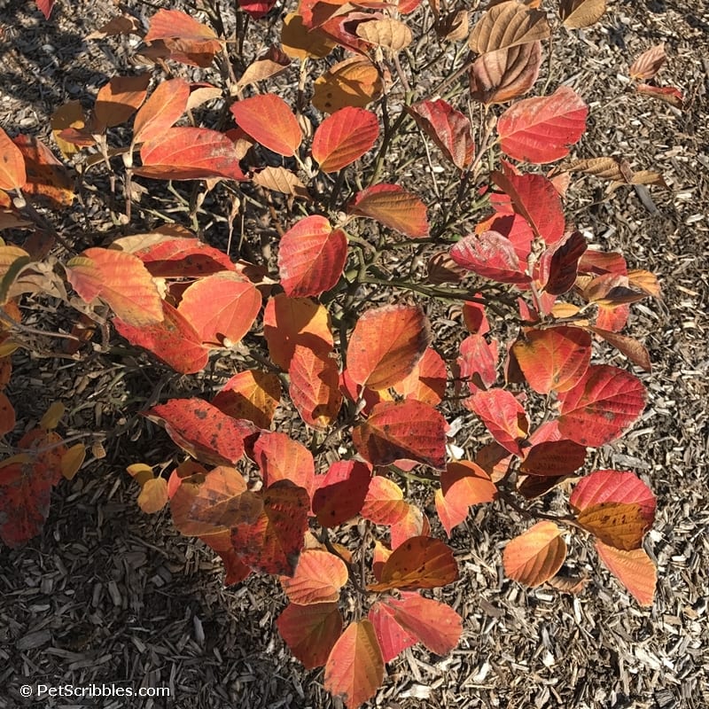 Fothergilla shrub in the Fall garden