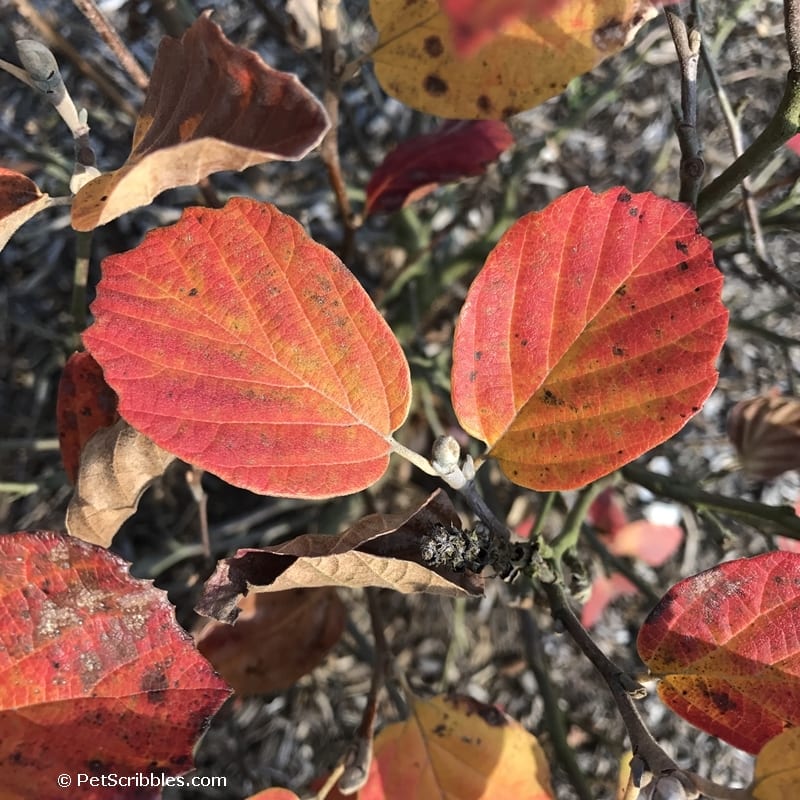 Fothergilla shrub leaves in Fall