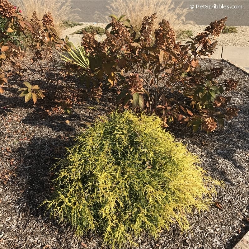 Gold Mop Cypress in front of dried hydrangeas and grasses