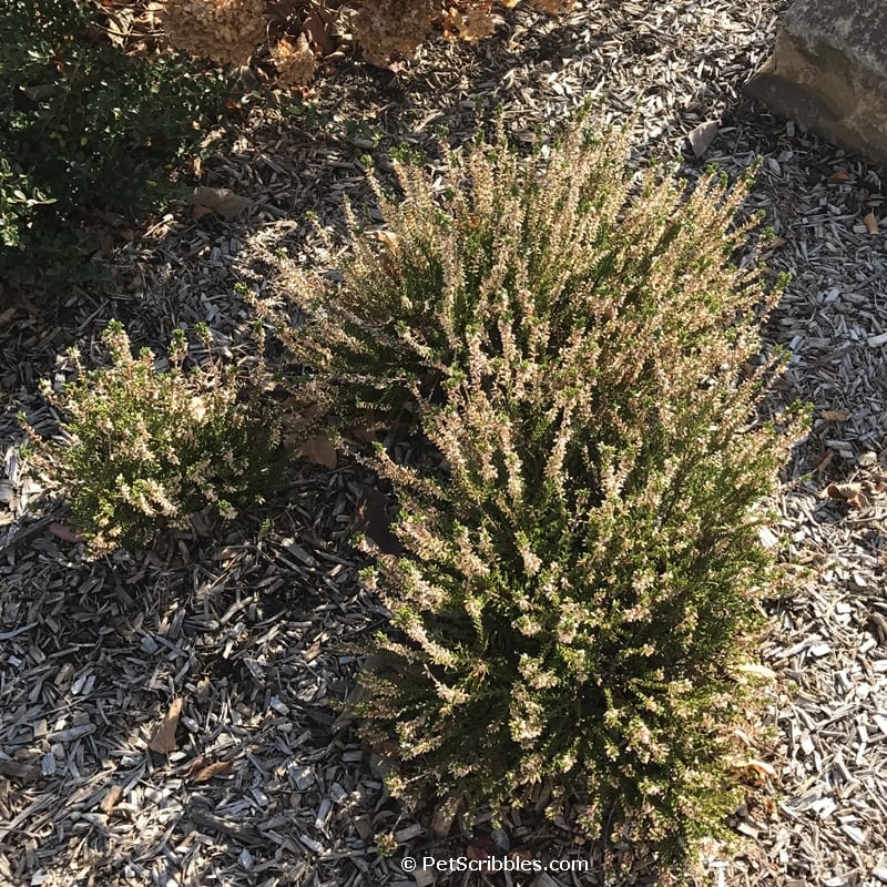 white heather plant in Fall