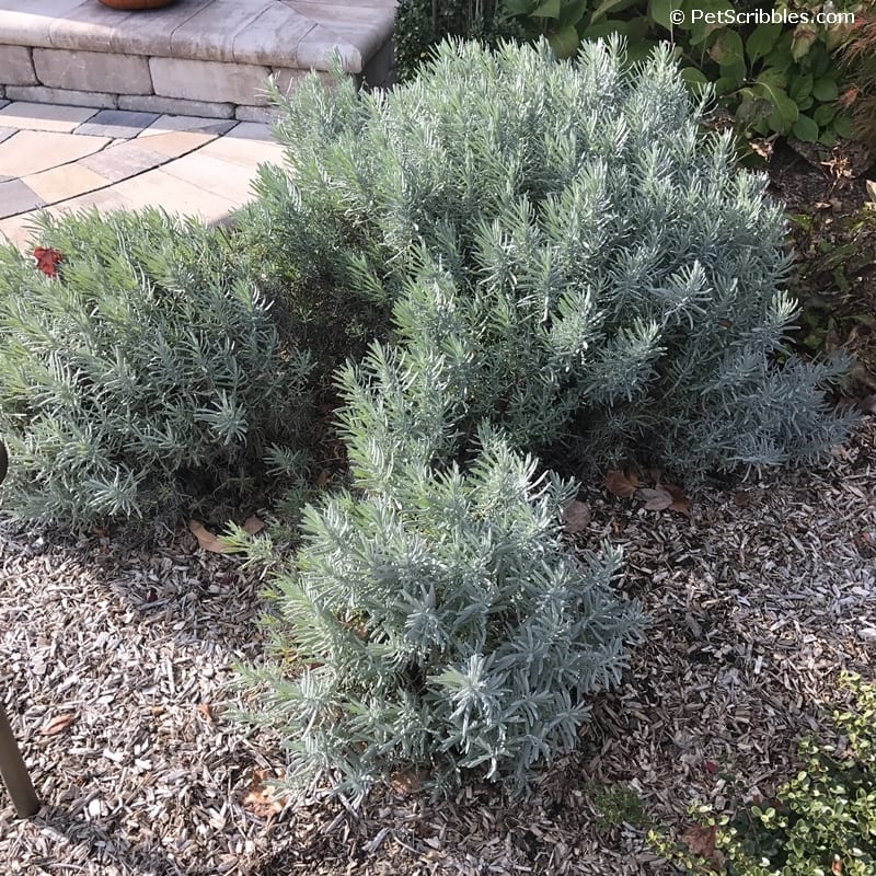 blue-grey color of lavender in Fall