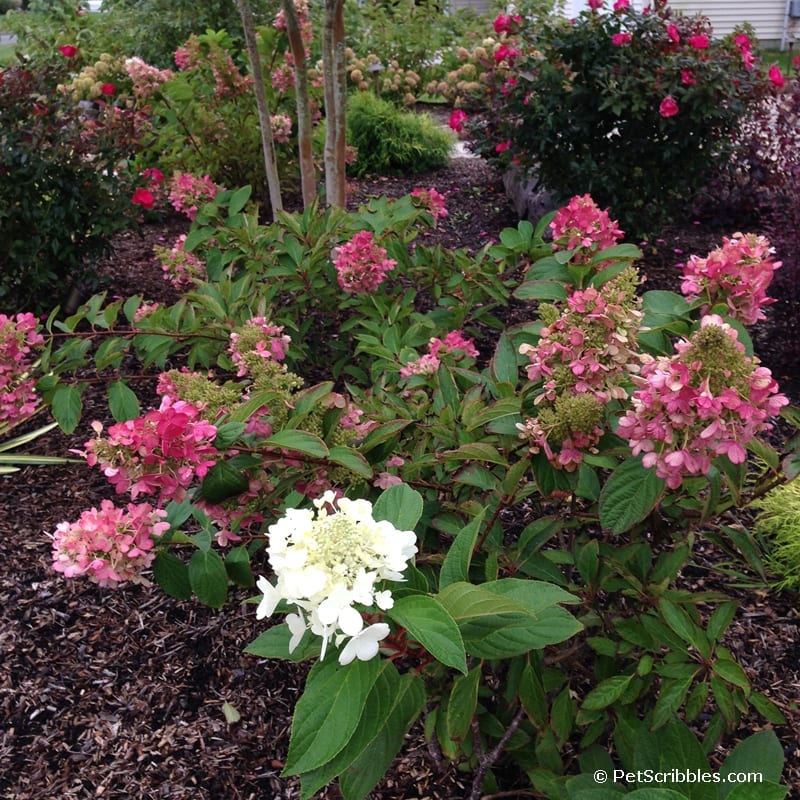 Pinky Winky Hydrangea color in Fall