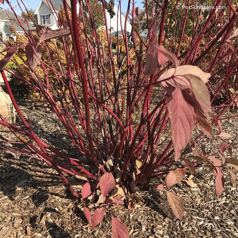 Red Twig Dogwood's red stems in late Fall