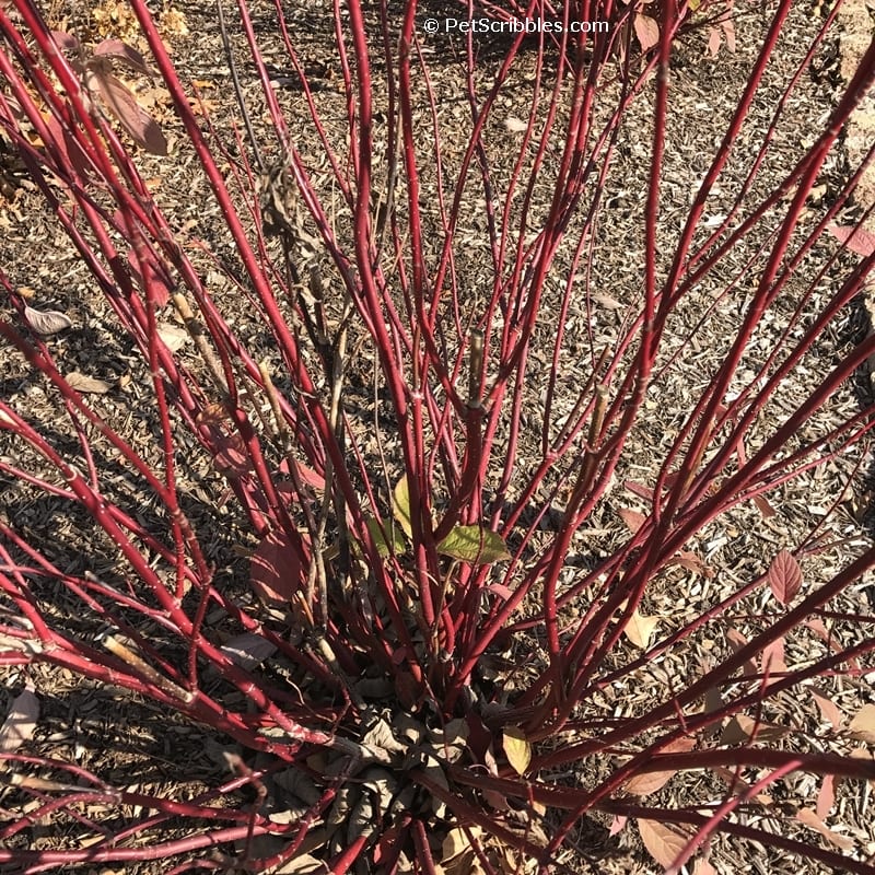 Red Twig Dogwood's red twigs glowing in the garden