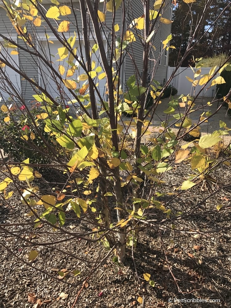 How to get brilliant Fall color in your garden