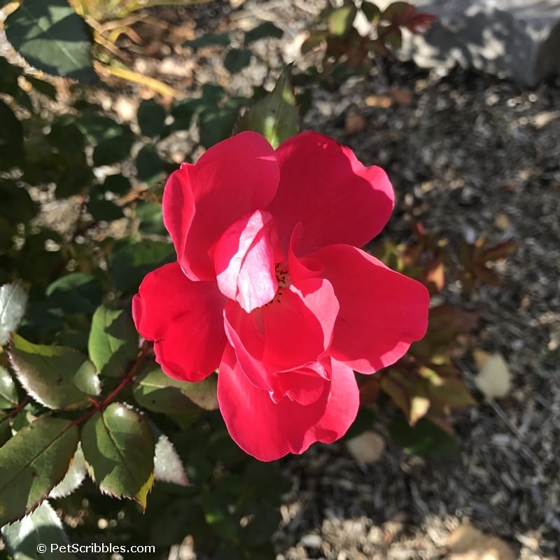 this rose bloom provides Fall color in the garden