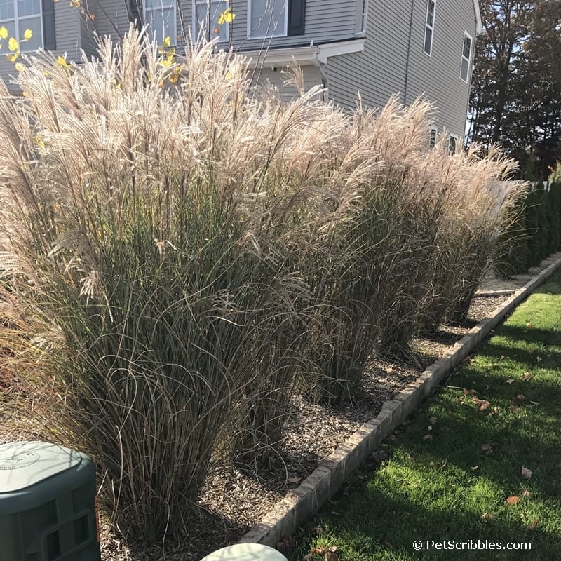 tall ornamental grasses in a Fall garden