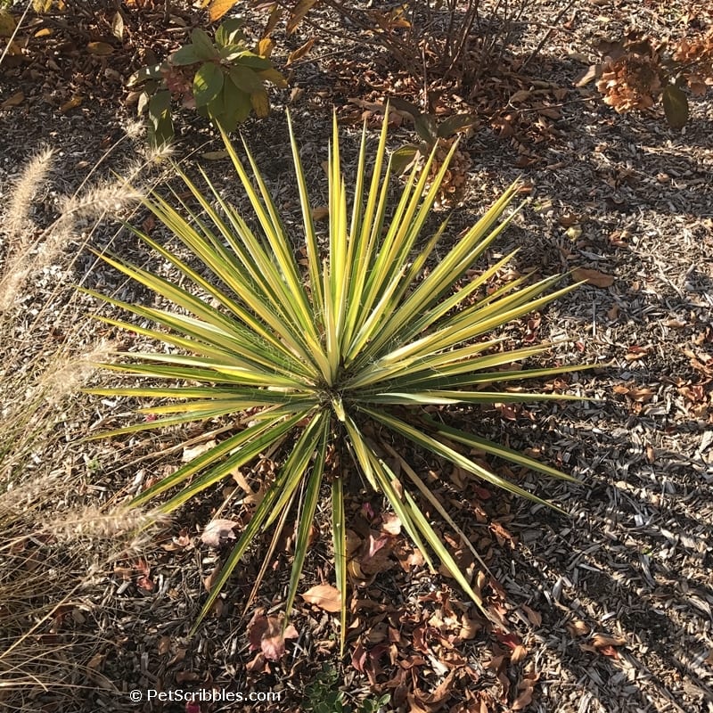Color Guard Yucca for Fall color in the garden