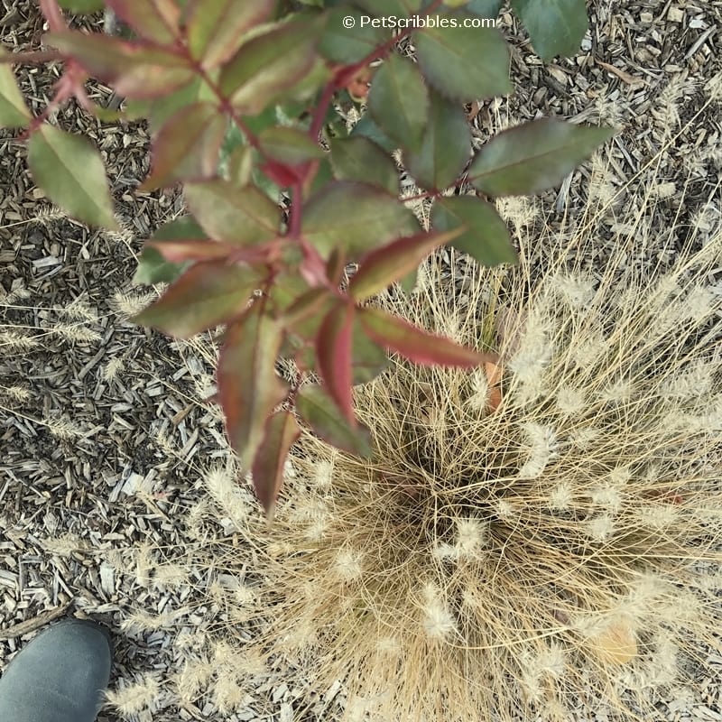 ornamental grasses and roses together in Fall