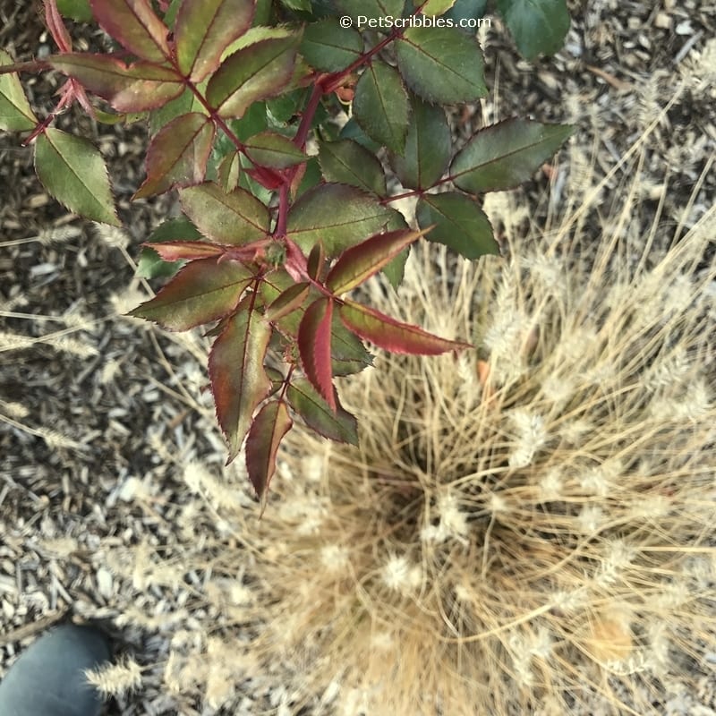 ornamental grasses and roses together in Fall