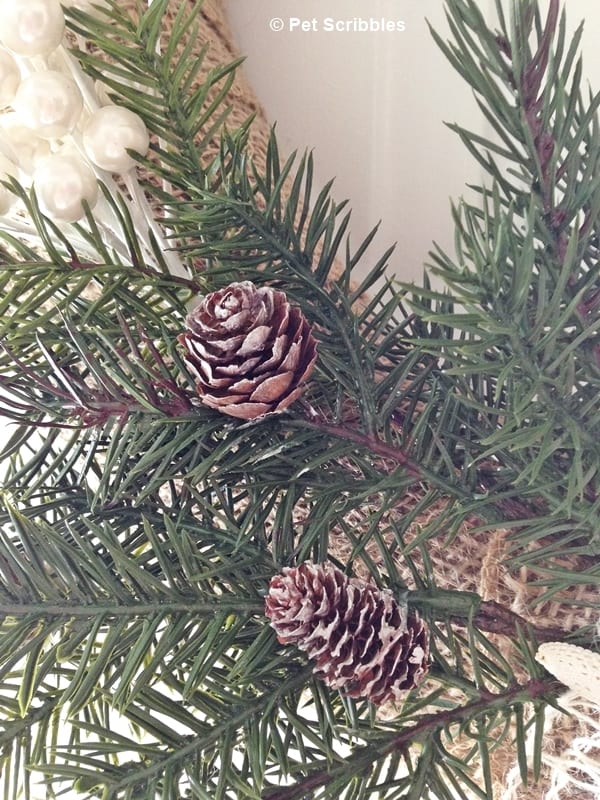 pinecones with frost on them